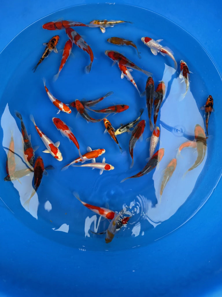 Ginrin koi with sparkling reflective scales from Kanno Koi Farm in Yamakoshi Japan