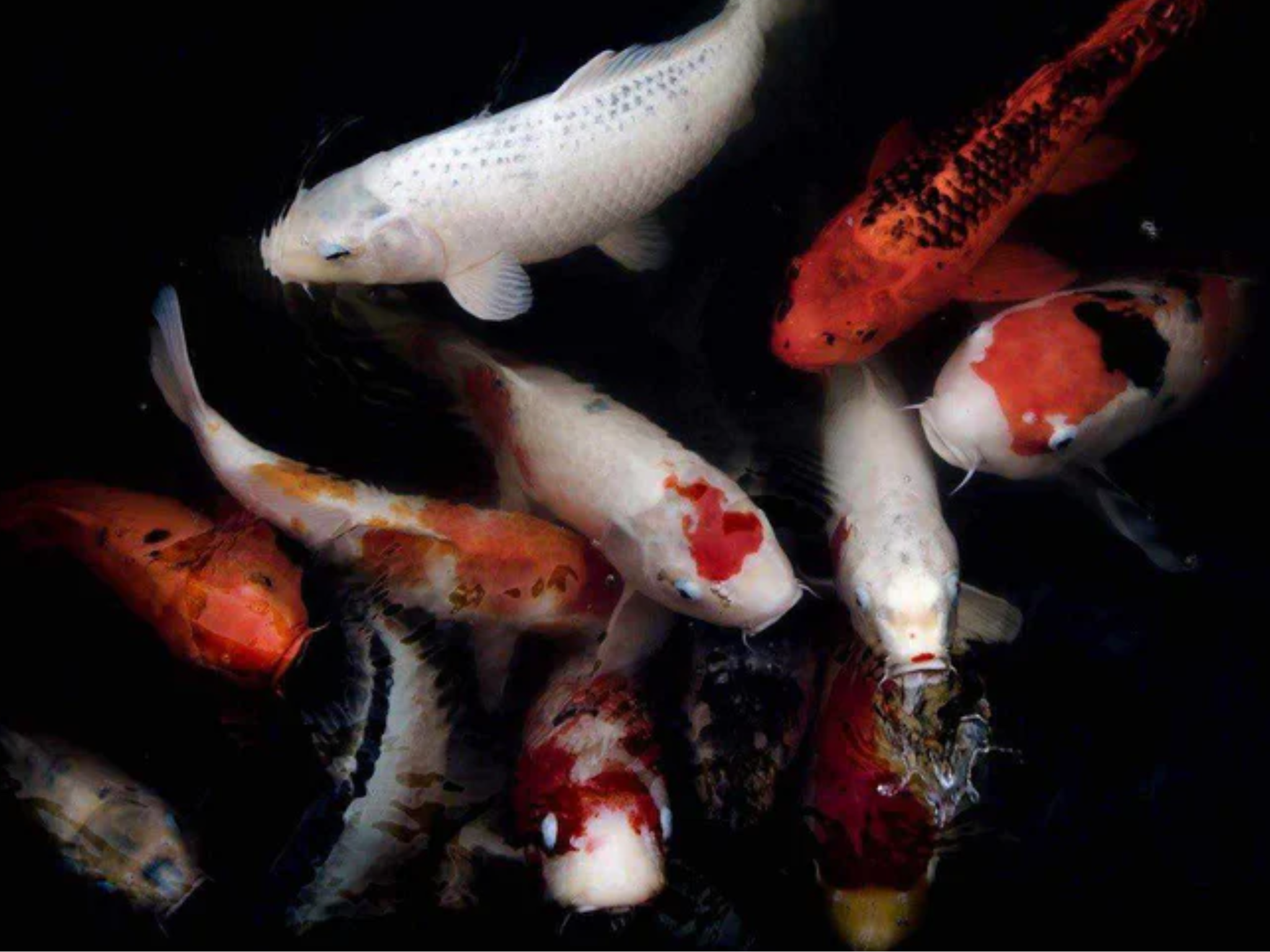 Spring Time and Koi Ponds - What You Should Know