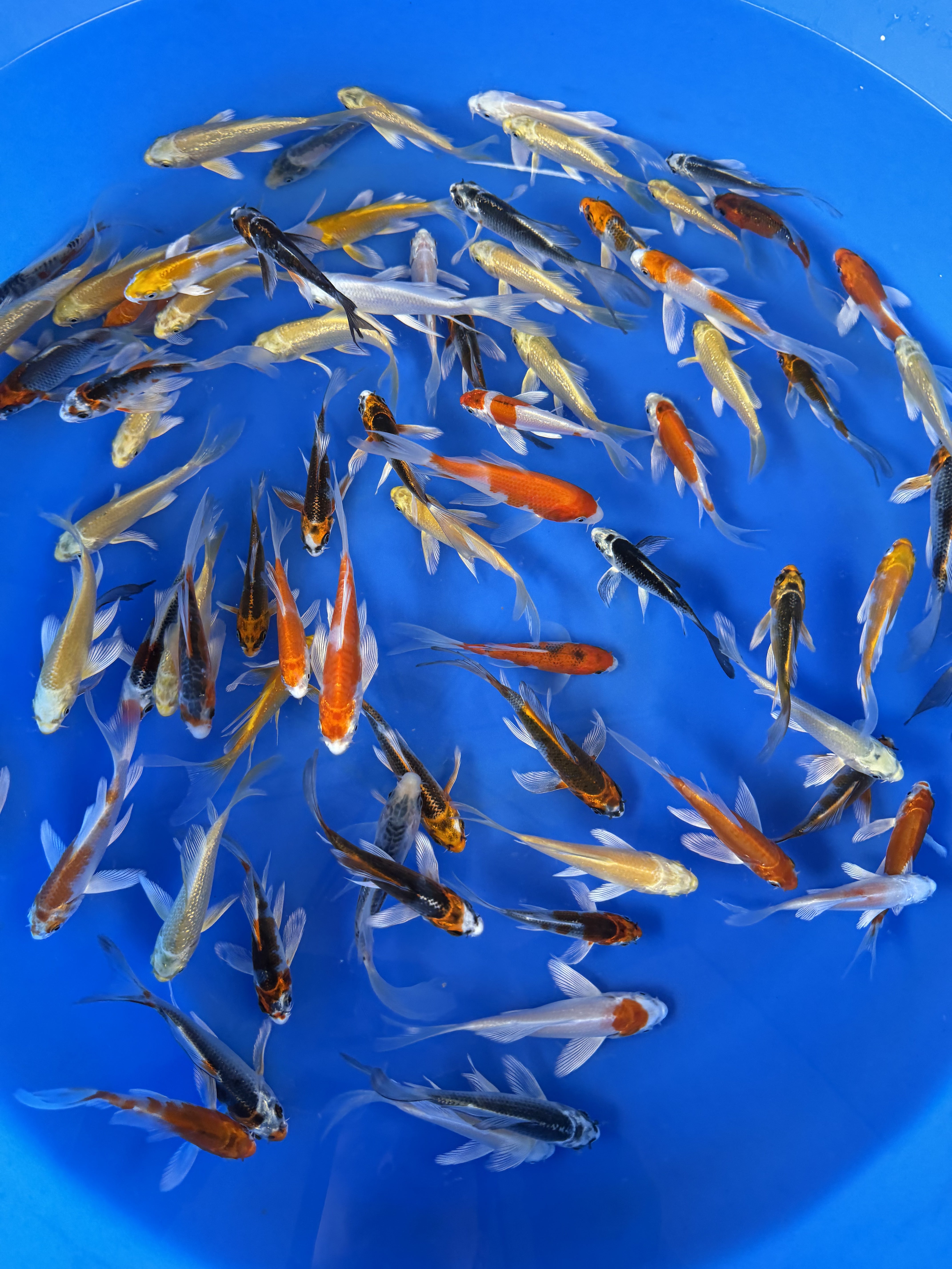 Butterfly koi with long flowing fins from Suda Koi Farm swimming in a holding pond