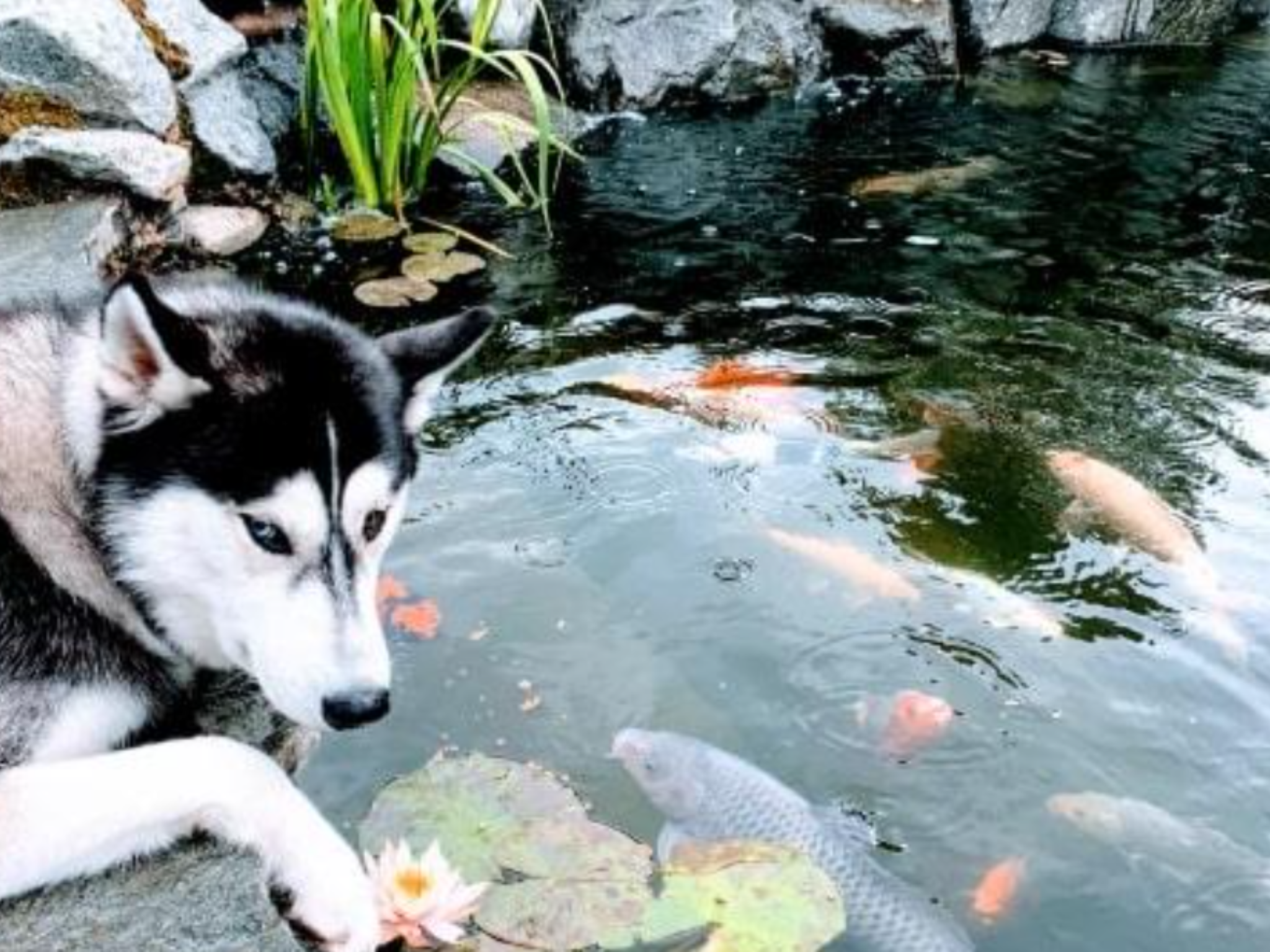 The Pond Life - Building a Backyard Pond