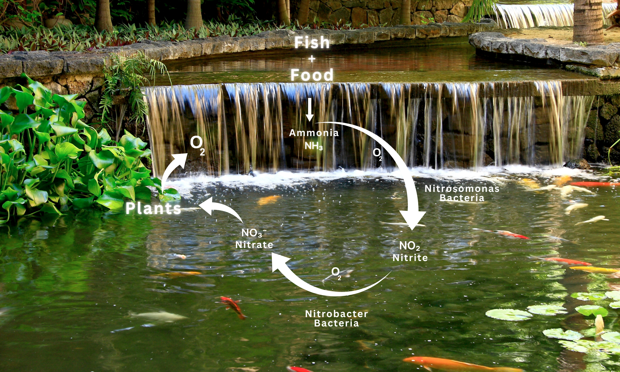 The Nitrifying Process in Aquariums and Ponds