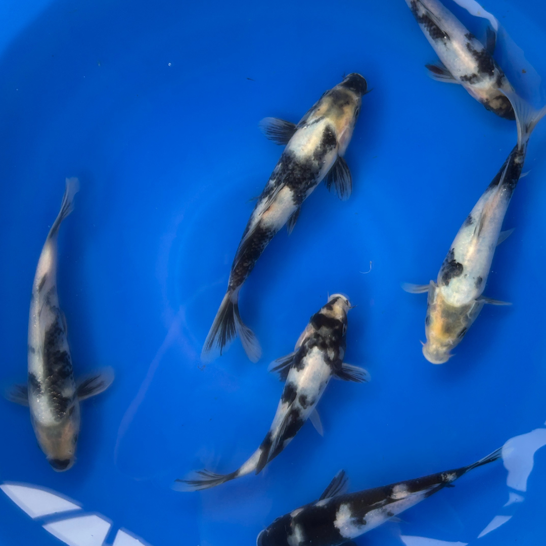 Several Shiro Utsuri koi viewed from above in a blue bowl, showing black sumi wrapping over white bodies