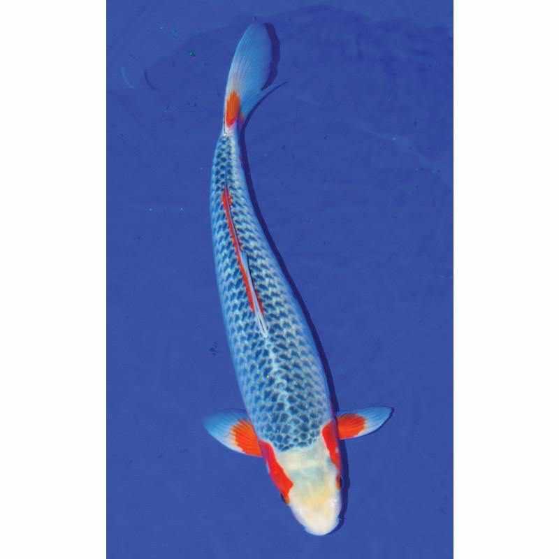 Asagi koi viewed from above showing blue-gray net reticulation along the back and red rising up the flanks