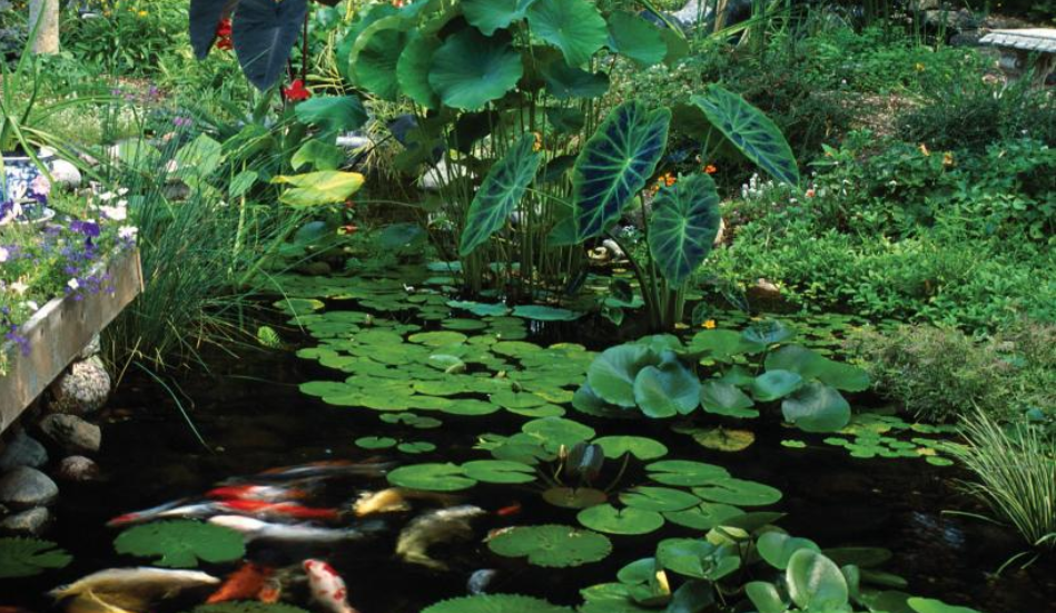 Best Pond Plants for Shady Areas - Play It Koi