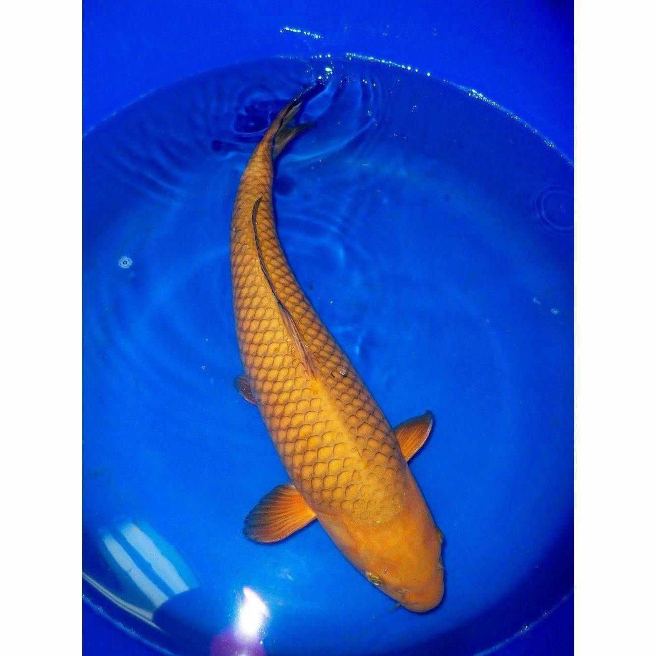 Tea-brown chagoi koi in a blue bowl, showing even orange-bronze color and pale netted edging on each scale