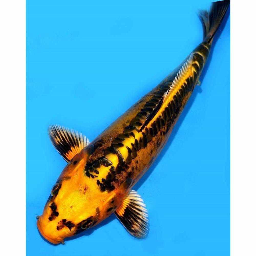 Doitsu Kin Matsuba koi showing the scaleless German body with a single row of enlarged scales along the dorsal line