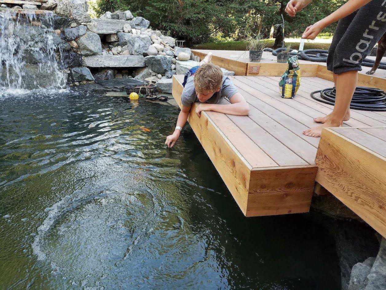 How to Hand Feed your Koi - Play It Koi