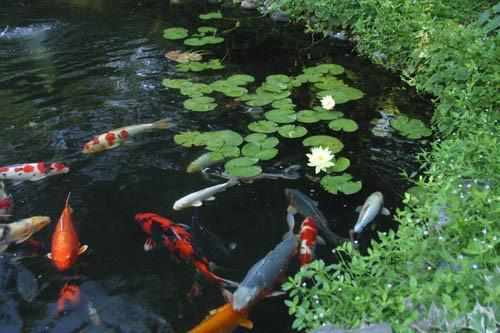 How to Keep Your Summer Pond Healthy - Play It Koi