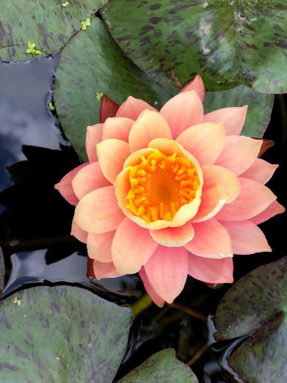 How to Plant and Care for Bare Root Water Lilies - Play It Koi