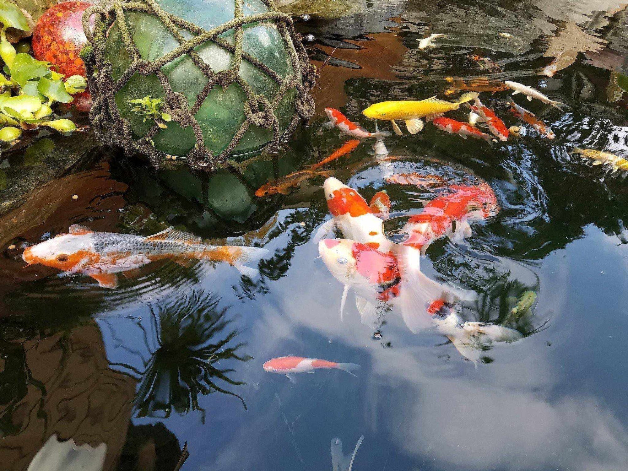 Koi FAQs - Play It Koi