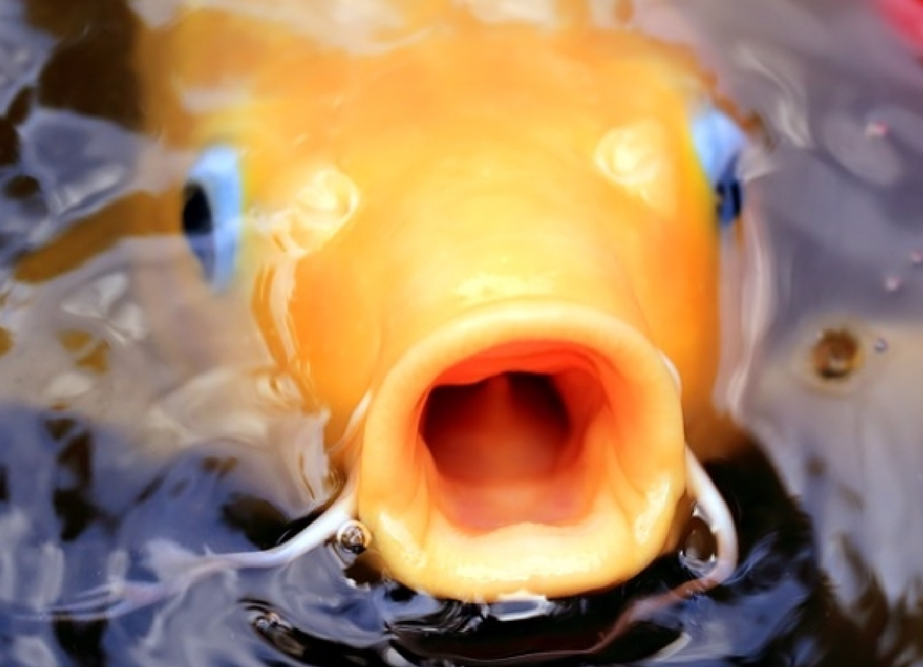 Buy Tetra Pond Goldfish Mix 1 l cheaply