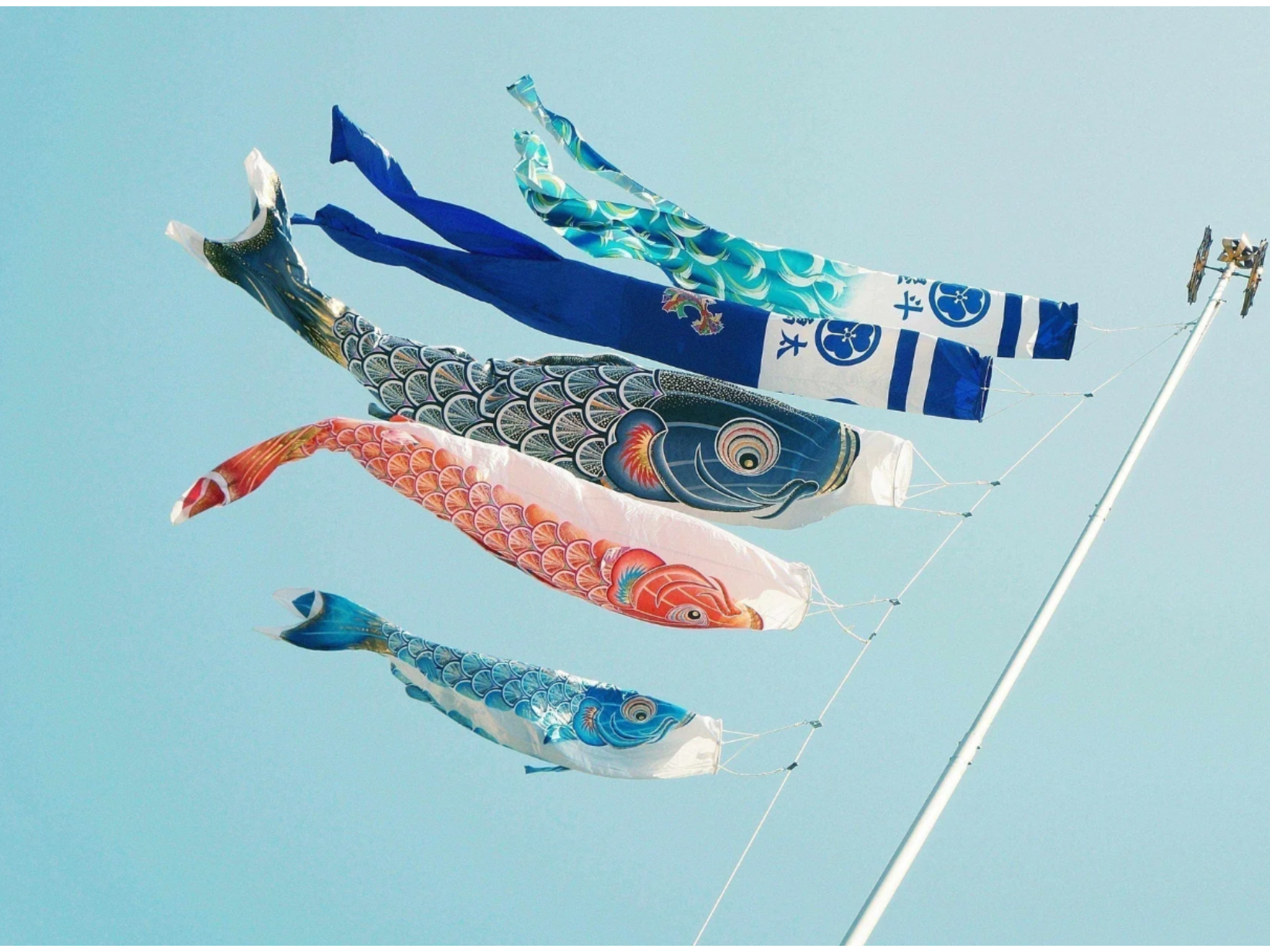 Origins and Symbolism of Koi