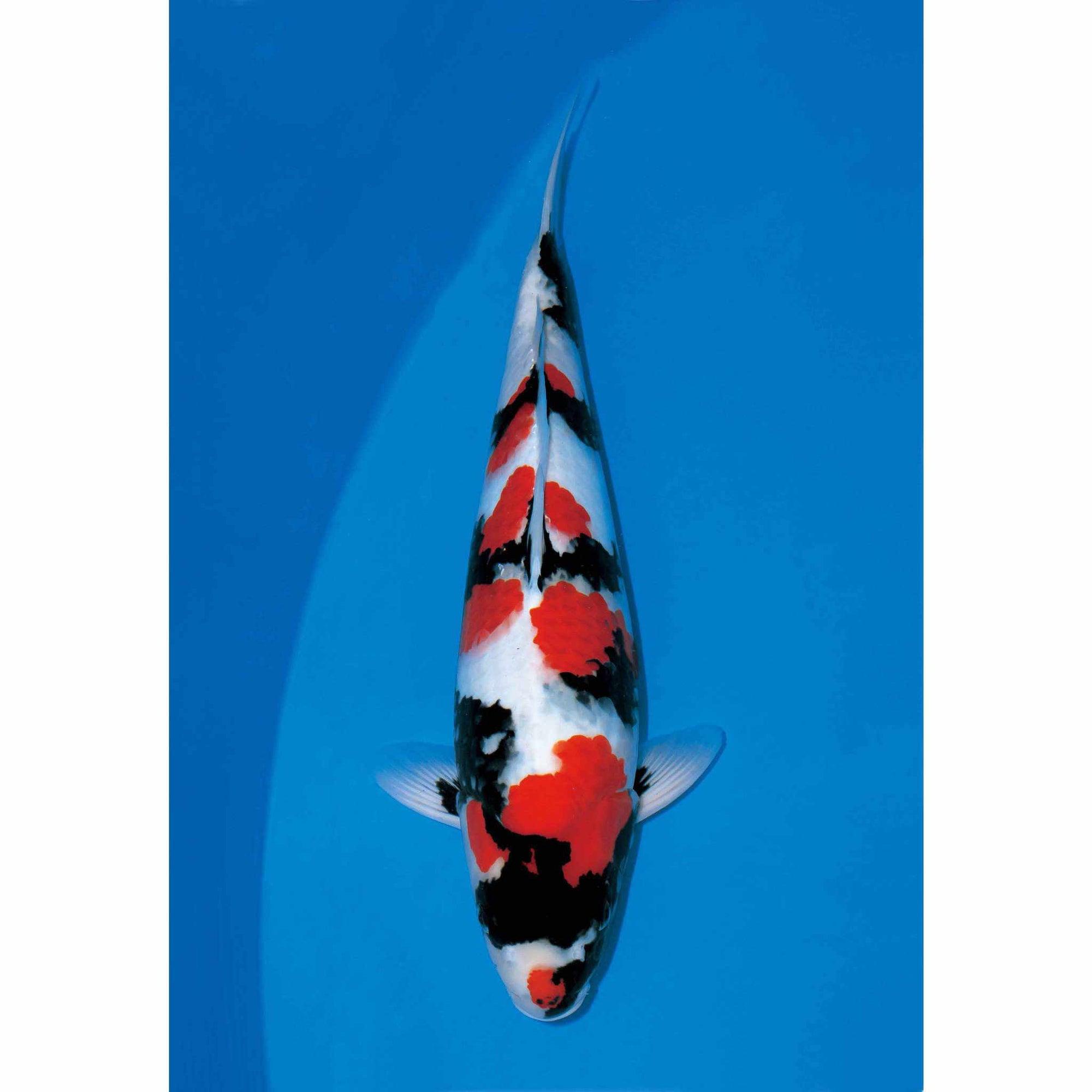 Showa Sanshoku koi with black sumi base, red hi plates and white shiroji swimming in a pond