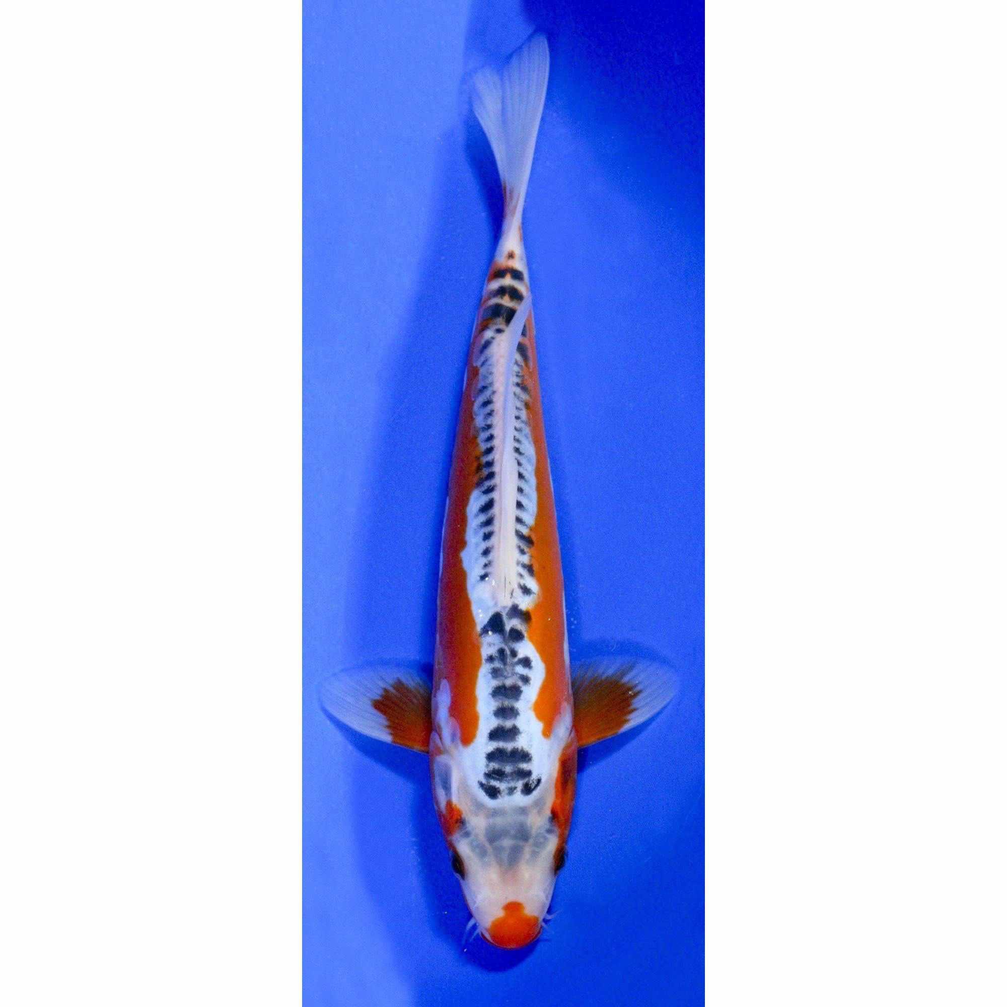 Shusui koi viewed from above showing the single row of dark blue scales along the back with red rising along the flanks