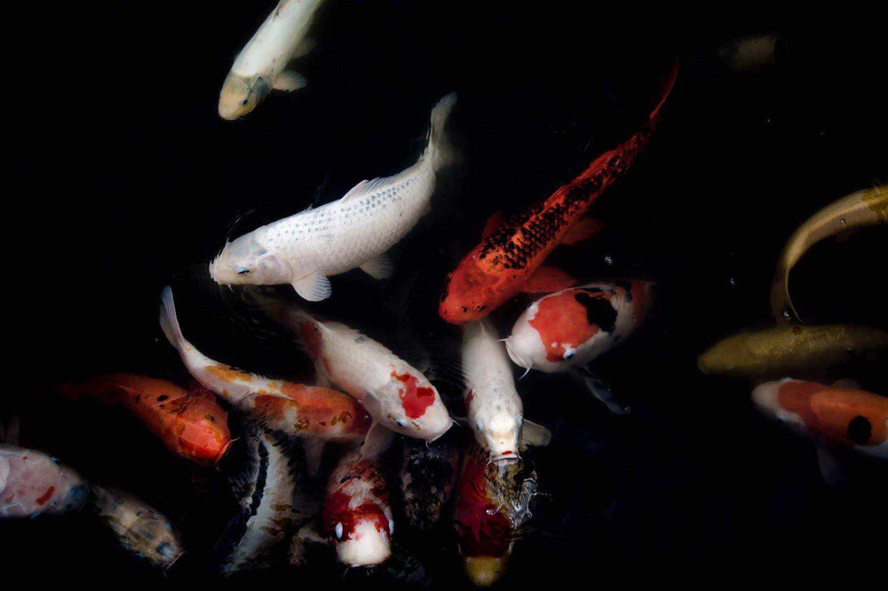 Spring Time and Koi Ponds - What You Should Know