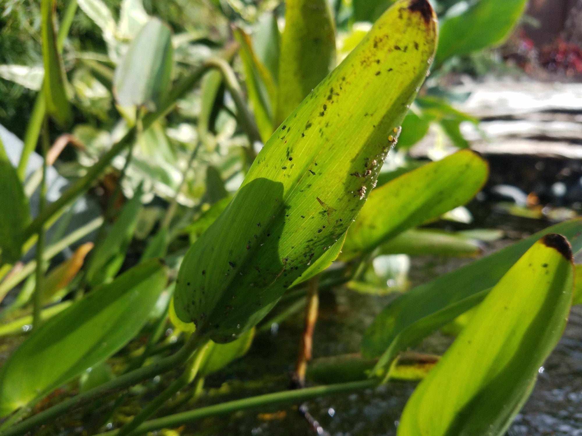 Tips for Controlling an Aphid Problem - Play It Koi