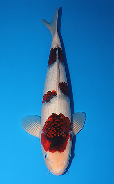 Koromo koi viewed from above showing dark blue-black netting laid over the red hi plates, the robed effect that names the variety