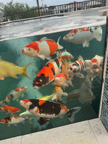 Koi swimming past a pond viewing window