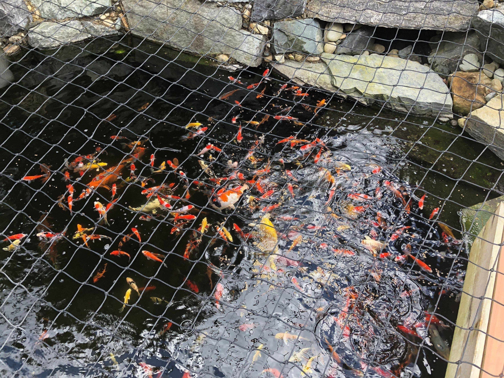 Net For Fish Pond Pond Cover Nets & Leaf Netting | Play It Koi