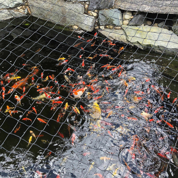 aquascape protective fish pond netting for Koi Ponds and Water Gardens, 7-Feet x 10-Feet and healthy Deluxe Pond Netting
