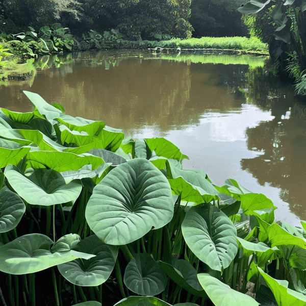 Taro Plants
