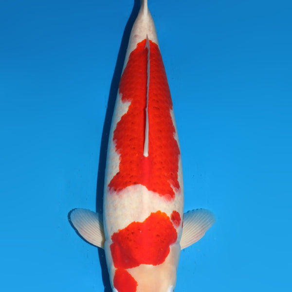 kohaku KOHAKU + AZUKARI HOSH-021 | Worldwide Nishikigoi export from Japan