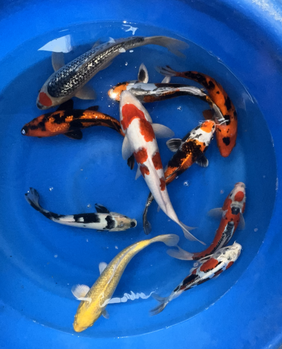 Premium Japanese Koi Fish Packages