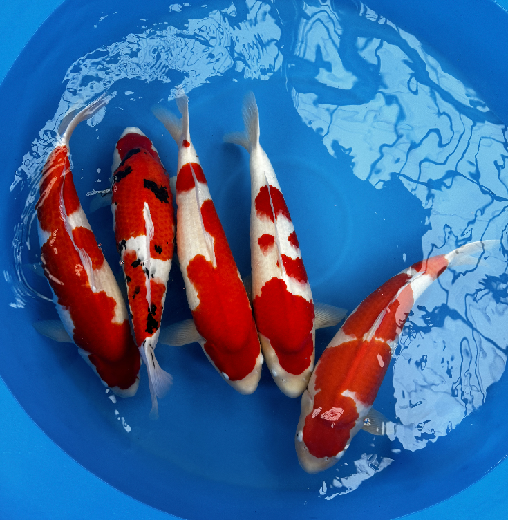 Premium Gosanke Japanese Koi Fish Packages