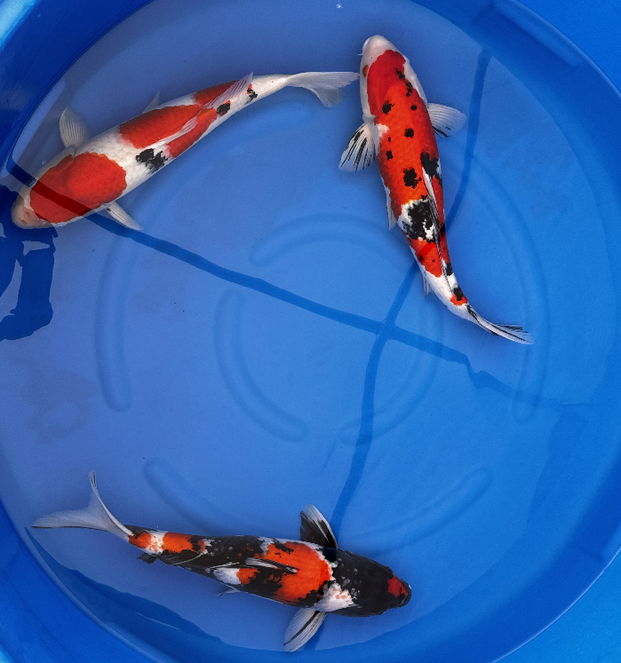 Premium Gosanke Japanese Koi Fish Packages