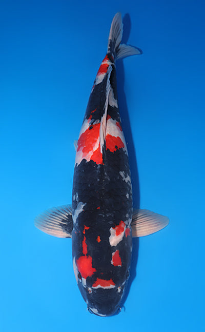 Kodama Showa koi y0504t007