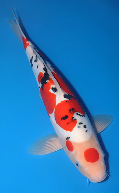 Kodama Doitsu Sanke koi y0504t004 view 3