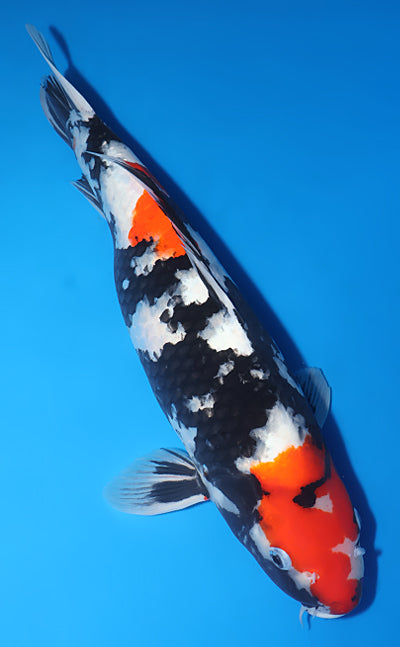 Kodama Showa koi y0504t044 view 3