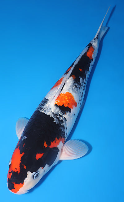 Kodama Ginrin Showa koi y0504t024 view 2
