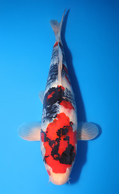 Kodama Showa koi y0504t012