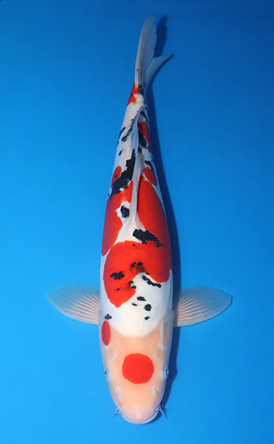 Kodama Doitsu Sanke koi y0504t004