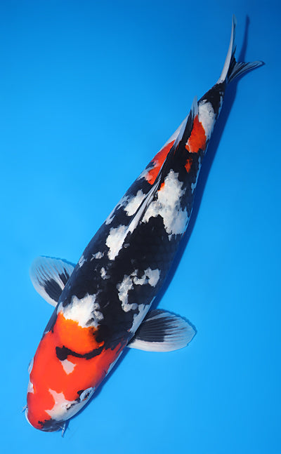 Kodama Showa koi y0504t044 view 2
