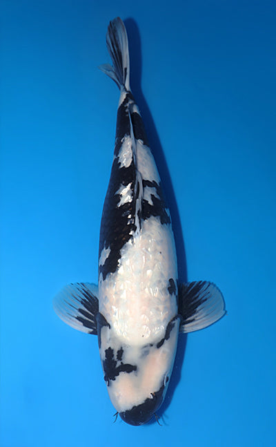 Kodama Ginrin Shiro Utsuri koi y0504t040