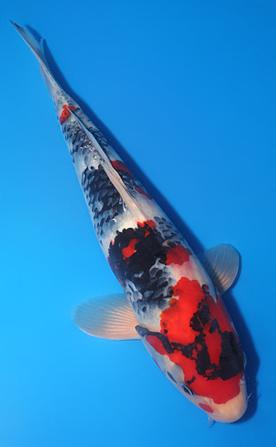 Kodama Showa koi y0504t012 view 3