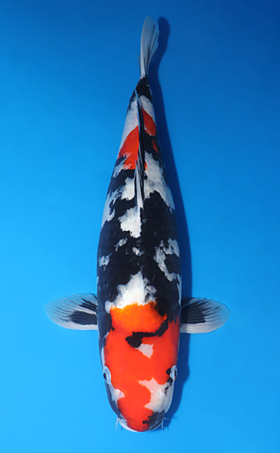 Kodama Showa koi y0504t044