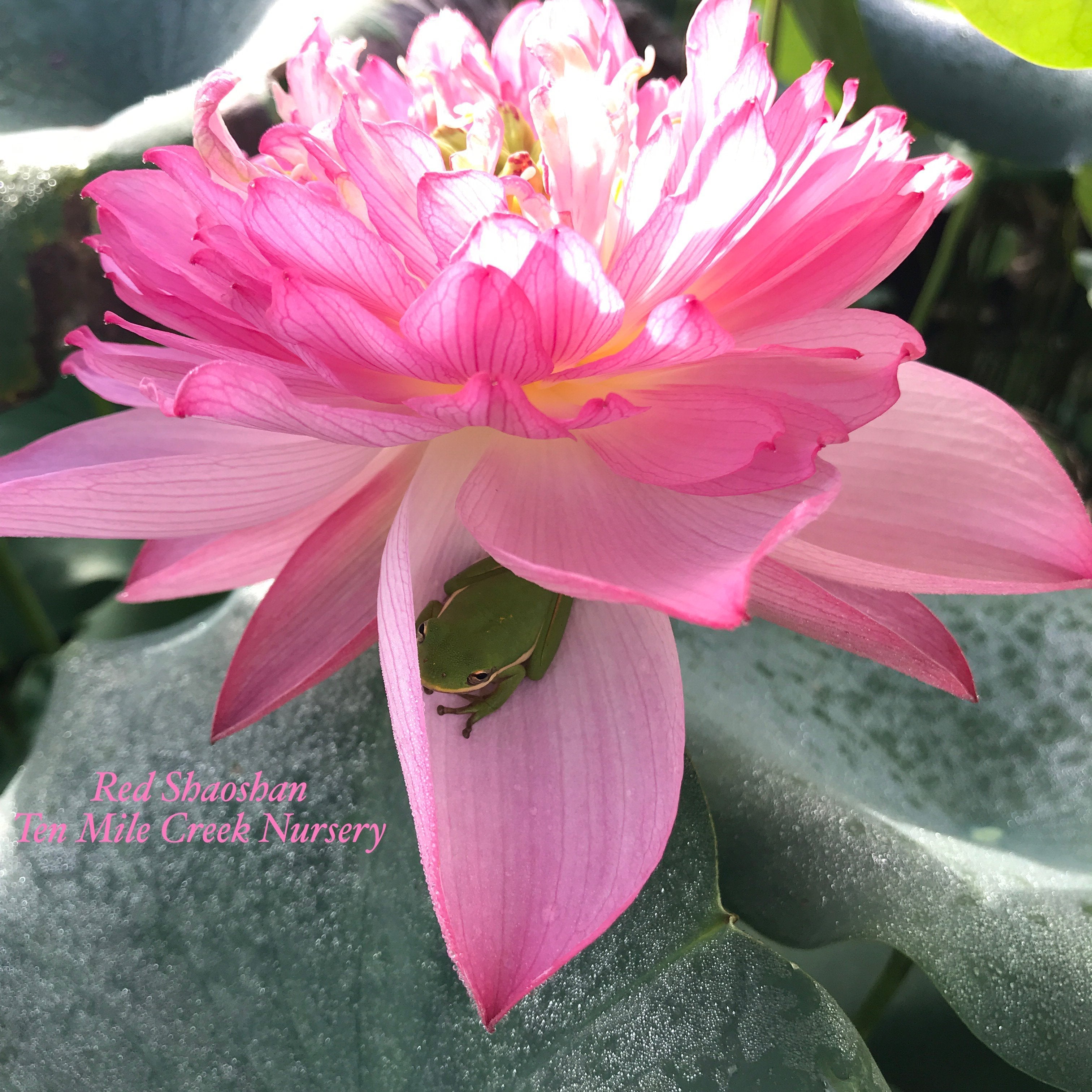 Shaoshan Lotus- City Series (Bare Root)