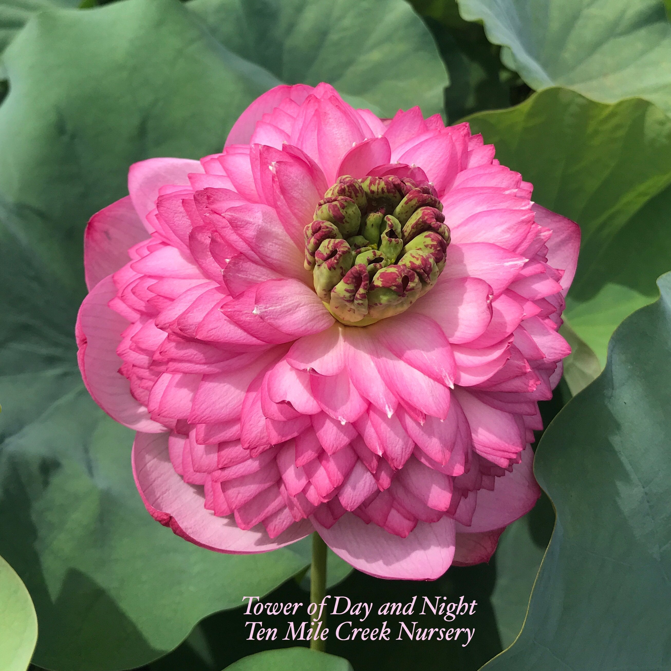 定価46200円 2025年春夏新品未使用 HOUSE OF LOTUS 2025 Beautiful Mystery Lotus (Bare Root)