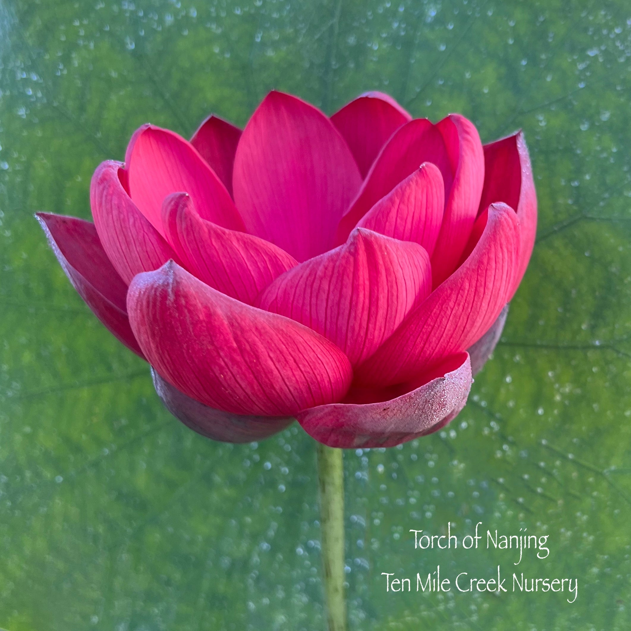 2025 Beautiful Mystery Lotus (Bare Root)