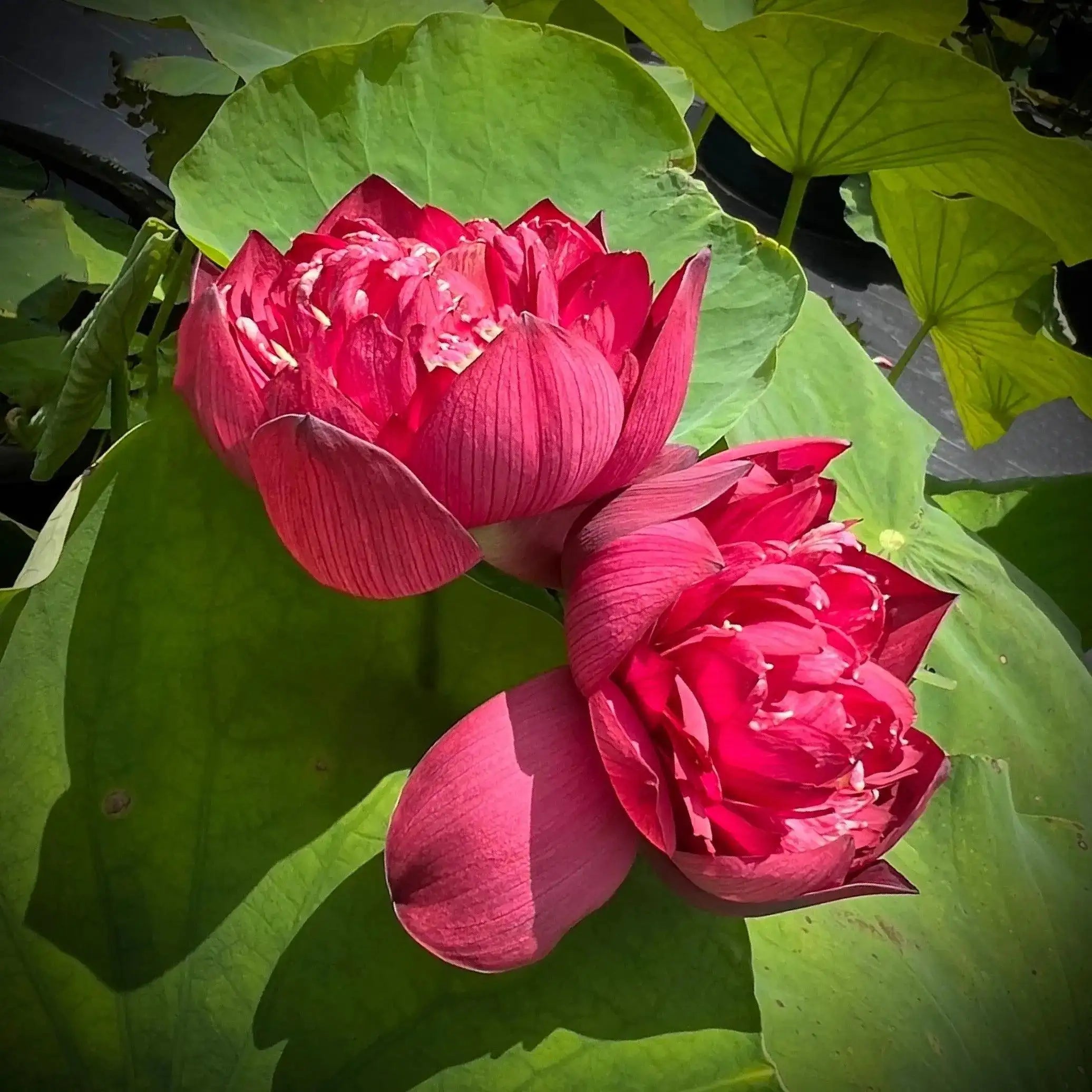 2024 Beauty in Autumn Lotus (Bare Root) - Play It Koi