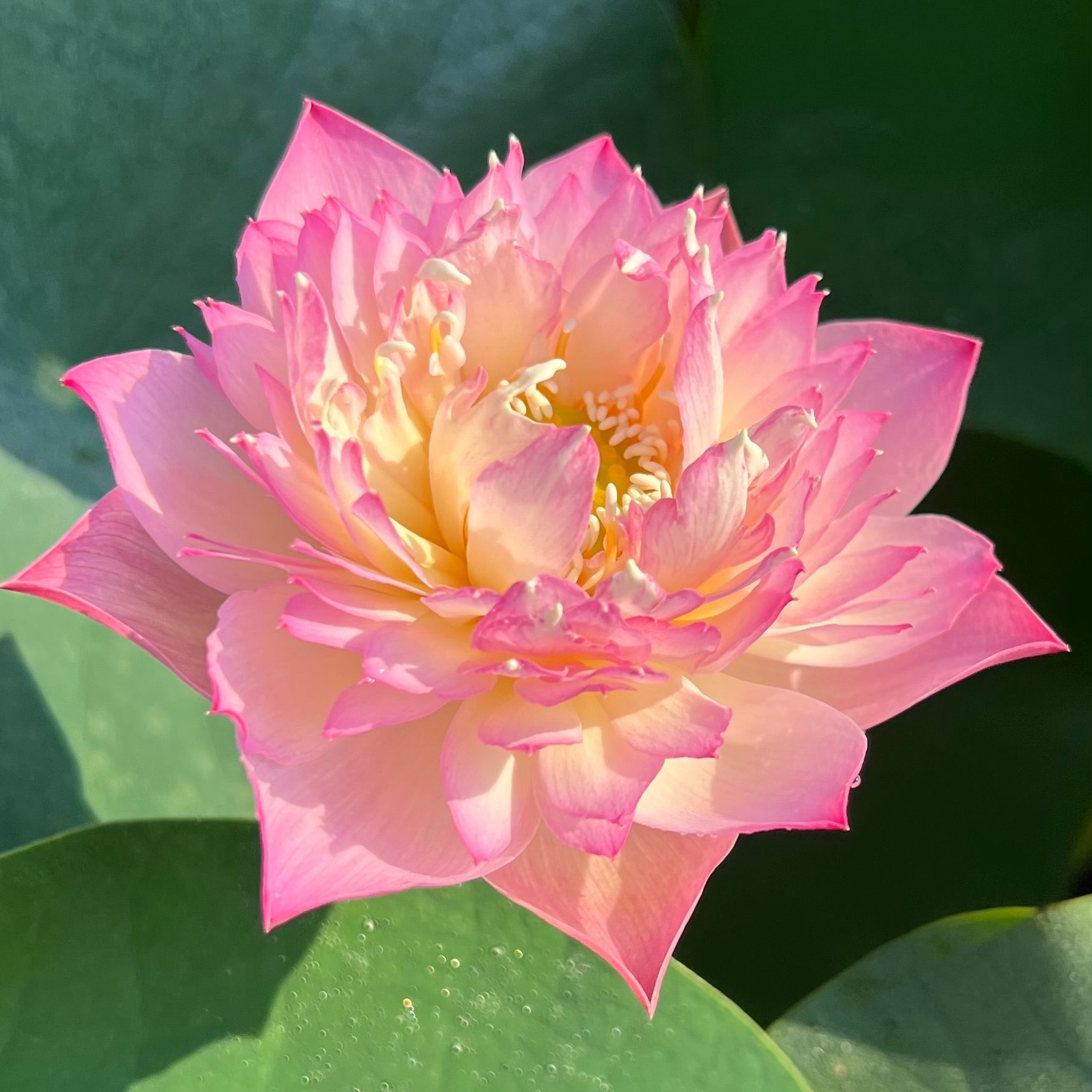 Beauty Liao Lotus (Bare Root)