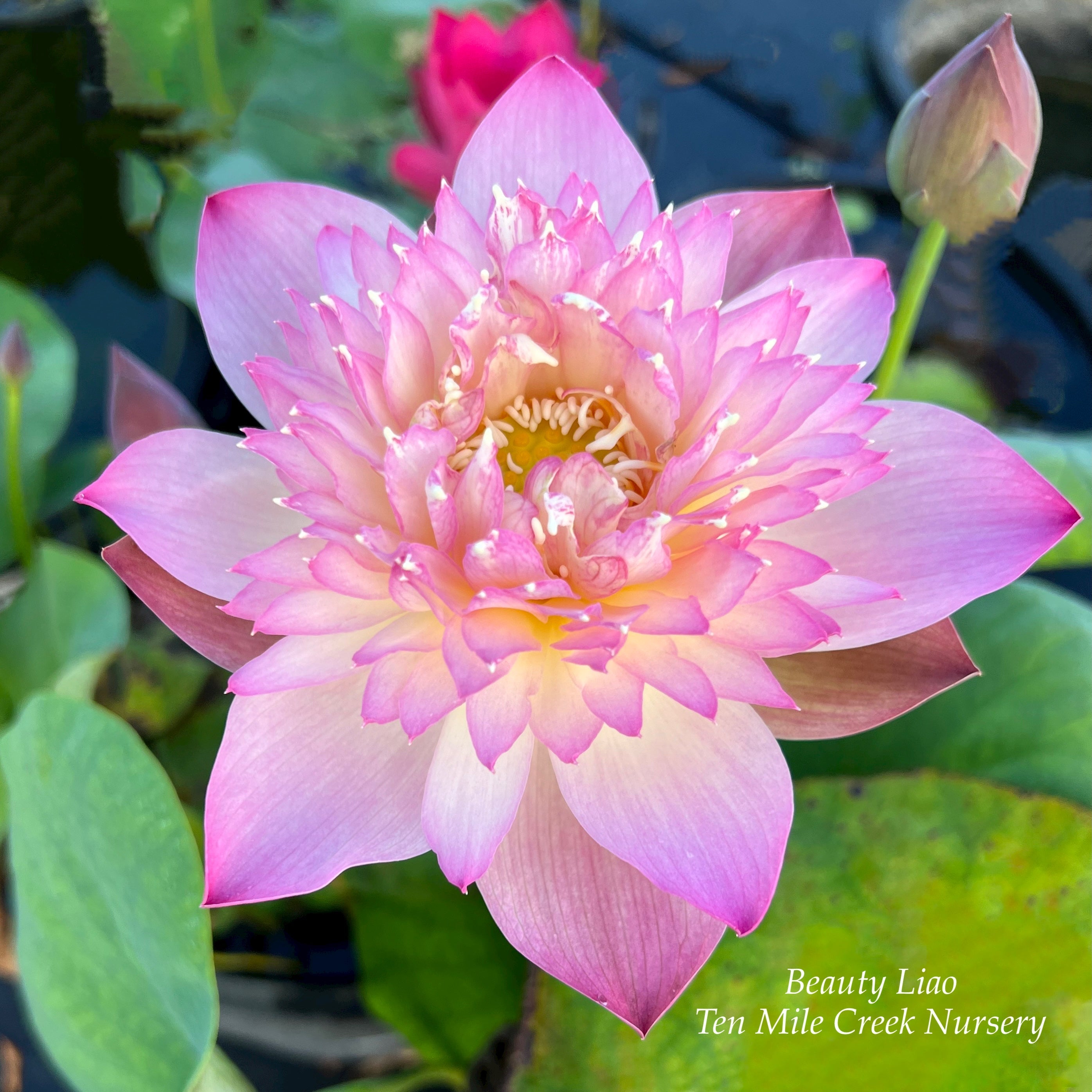 Beauty Liao Lotus (Bare Root)