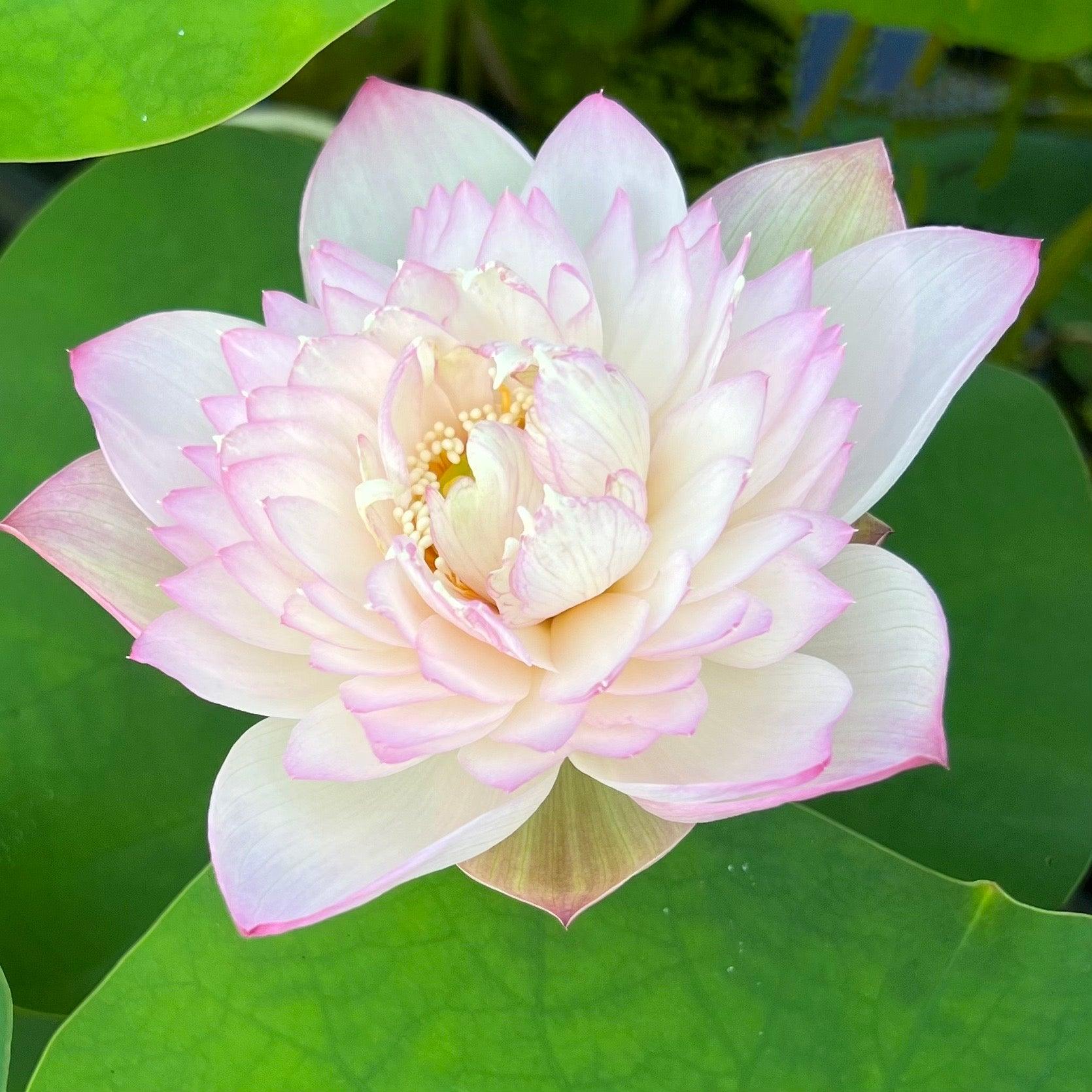 2024 Crispy Lotus - Fresh and Beautiful Lotus (Bare Root) - Play It Koi