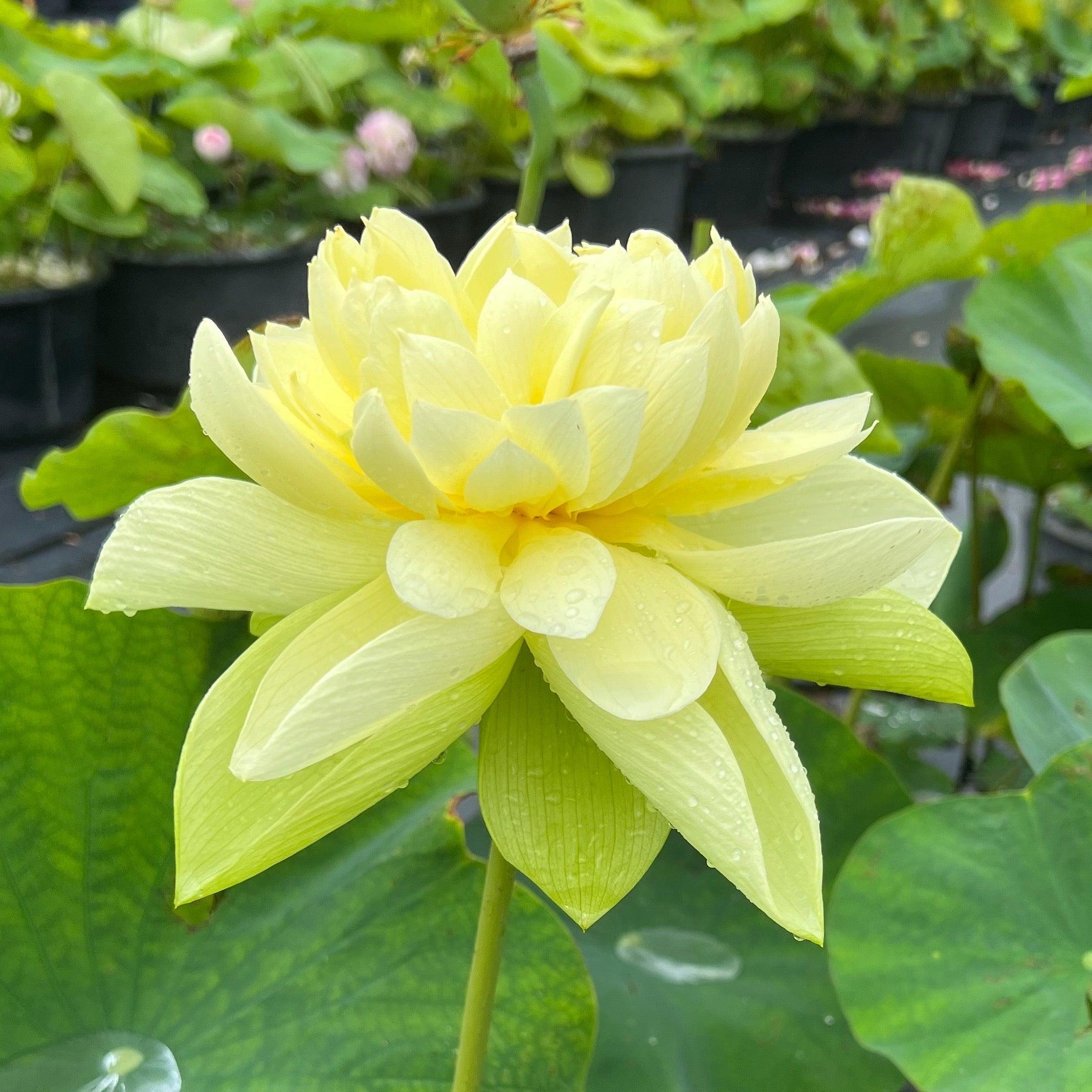 Golden Builder Lotus (Bare Root)