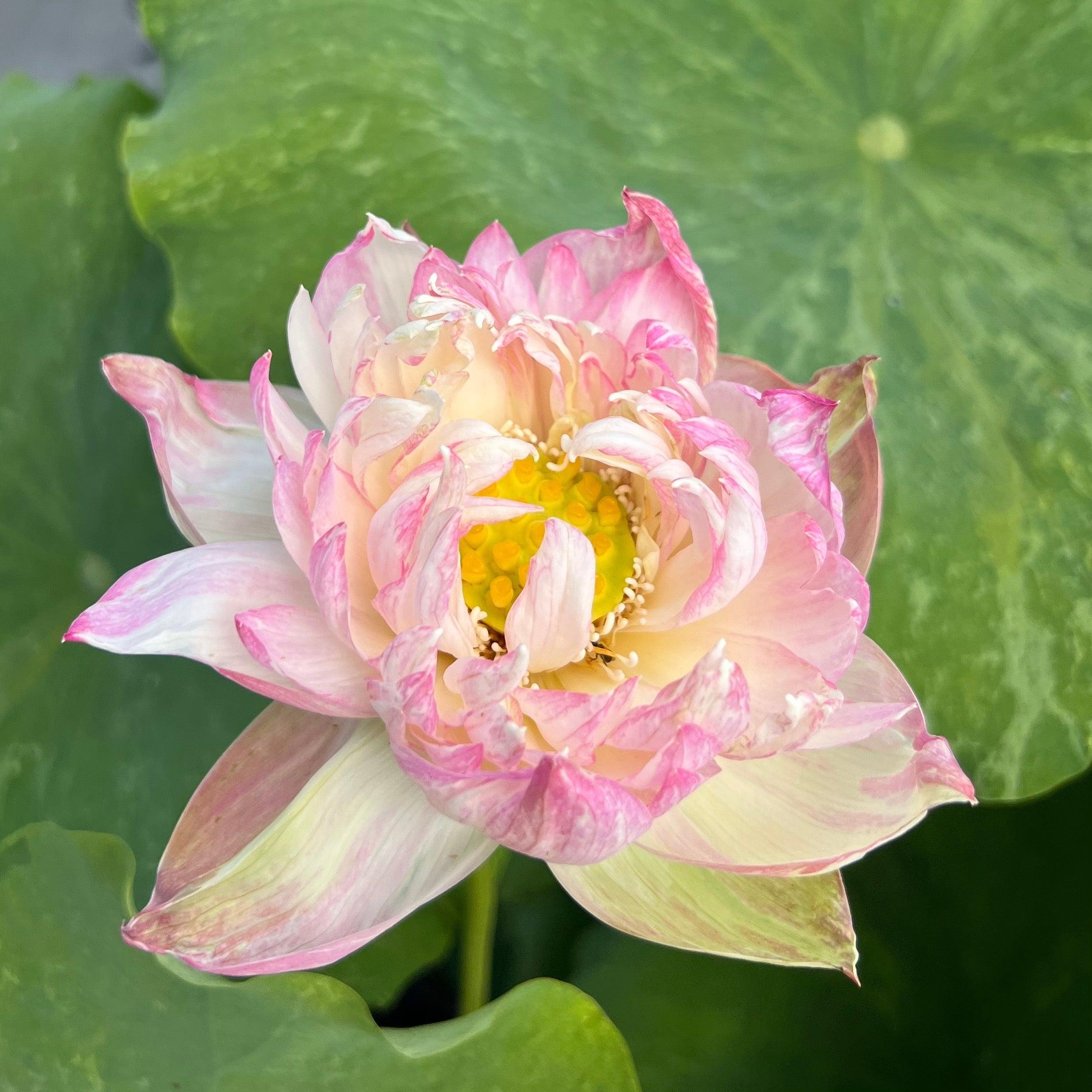 2024 Golden Splash Hibiscus - Variegated Leaves Lotus (Bare Root) - Play It Koi