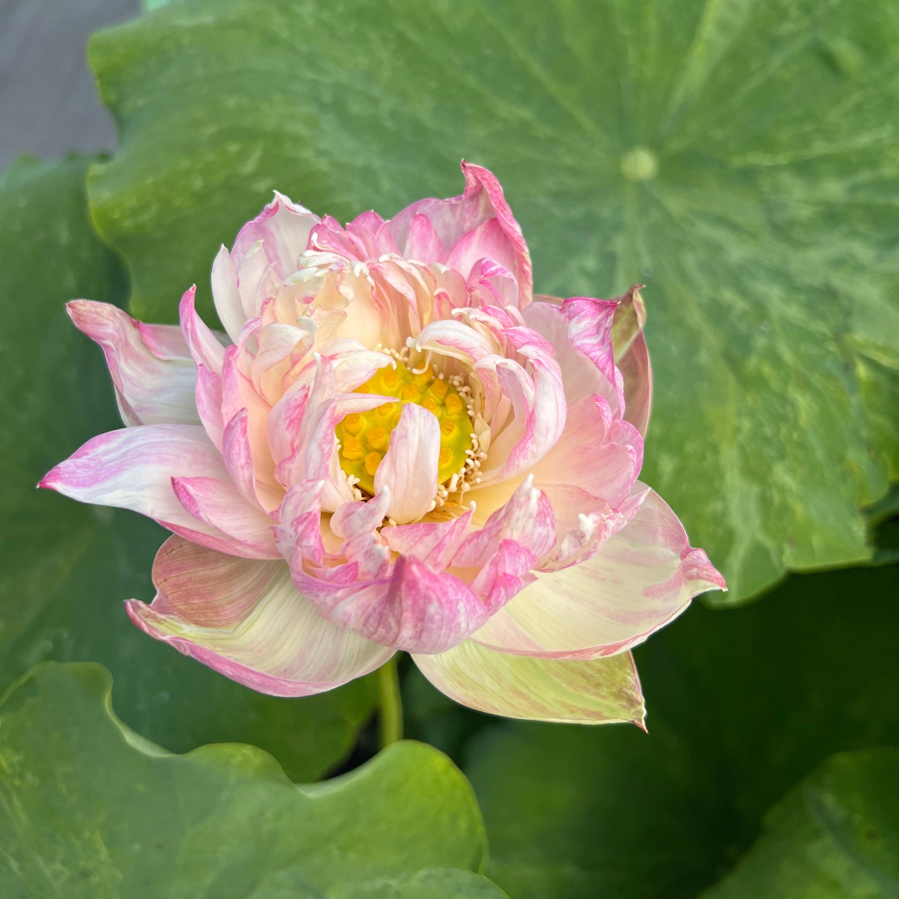 2024 Golden Splash Hibiscus - Variegated Leaves Lotus (Bare Root) - Play It Koi