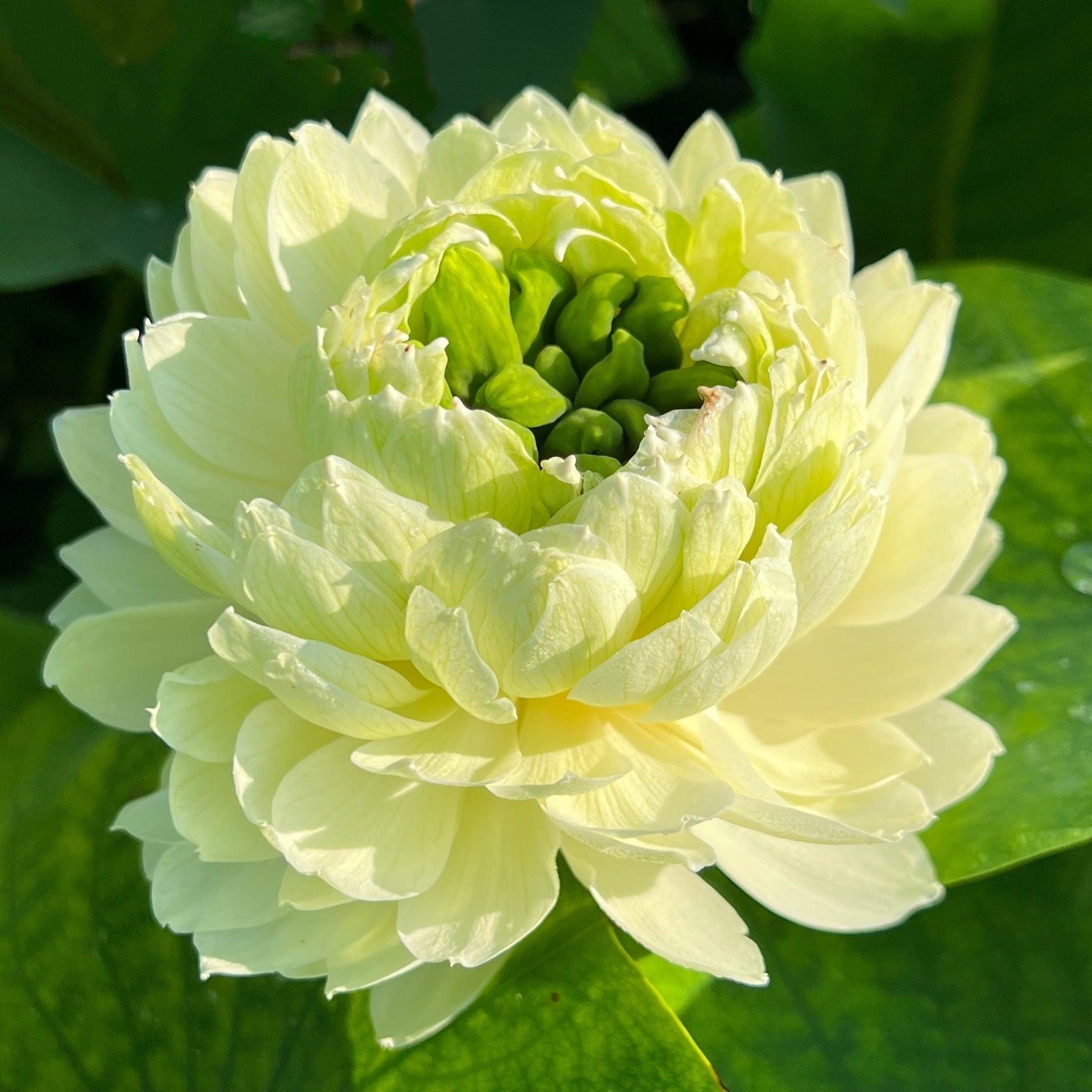 Gwendolyn's Golden Glow Lotus (Bare Root)